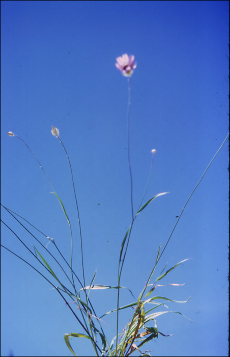 Xeranthemum inapertum Miller